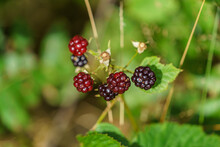 A Closeup View Of Blackberries, Or Evergreen Blackberries Or Rubus Laciniatus.