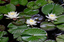 Pond Filled With Water Lilies
