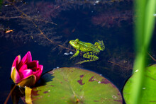Green Frog Sitting In Pond Beside Water Lily