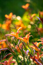 Orange Blooming Fire Lilies In Field