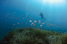 France, Corsica, Scuba Diver Photographing Schools Of Dreamfish (Sarpa Salpa) And Damselfish (Chromis Chromis)