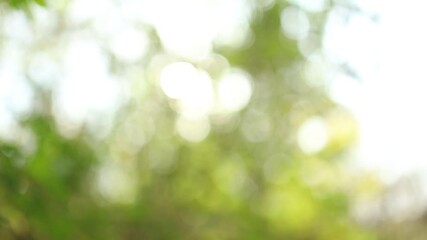 Wall Mural - Beautiful green nature bokeh abstract background. Business blurry wallpaper. Defocused leaves of old trees and soft sunset sunlight