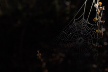 Spiderweb In The Dark