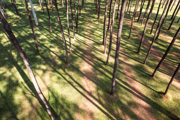  Aerial view of pine trees with sunlight shine in the forest at conservation area