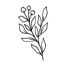 Mistletoe Vector Illustration. Floral Hand Drawn Ilex. Christmas Linear Element In Modern Style. Elegant Silhouette Isolated On White Background. Mistletoe Line Art For Invitation, Card, Poster.