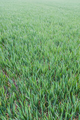 Wall Mural - Green field of crops, organic farming background or texture