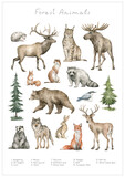 Fototapeta Konie - Watercolor wild forest animals. Elk, moose, hedgehog, lynx, hare, stoat, raccoon, squirrel, bear, wolf, badger, fox, deer. Hand-painted woodland wildlife. 