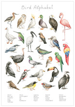 Watercolor Birds Alphabet. ABC Poster For Kids. English Alphabet. Hand-painted Educational Set. Cute Wild Bird. Nursery Wall Art, Poster. Wild World.