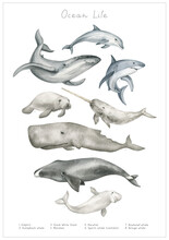 Watercolor Poster With Underwater Animals. Hand-painted Realistic Blue Whale, Dolphin, Great White Shark, Manatee, Narwhal, Sperm Whale, Bowhead Whale, Beluga Whale. Wildlife Water Animals. Ocean Life