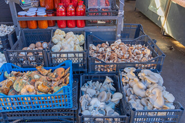 Sticker - Mushrooms in Crates