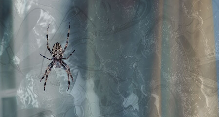 Halloween concept background, spider on web on abstract background
