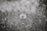 Fototapeta Dmuchawce - dandelion is lighted by the sun, raindrops in motion, blurred background.