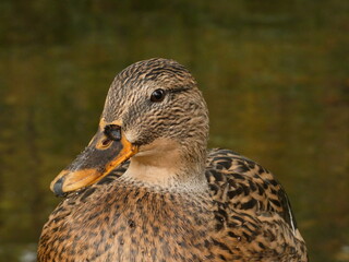 Wall Mural - Female mallard (Anas platyrhynchos) - portrait of duck with dirty beak, Gdansk, Poland