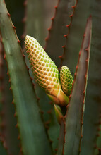 Close Up Of Aloe Vera Plant With New Flower Buds Appearing