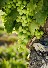 Closeup Of Green Grapes Hanging From Old Grapevine In Vineyard