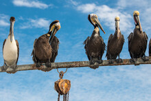 A Group Of Brown Pelicans Perches On A Fishing Boat On The Wharf Of Puerto San Carlos