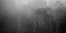 Black And White Abstract Shot Of Trees On Foggy Day.
