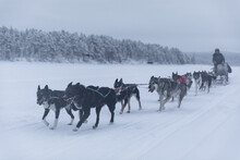 Low Angle Shot Of Sled Dogs Pulling Musher. Winter Scene In Swedish Lapland