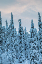 Low Angle Shot Of Fir Trees Standing At Attention With Sunrise Sky In The Background Covered In Snow