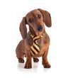 Dachshund, sausage dog with a yellow tie