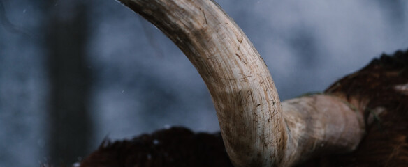Canvas Print - Closeup texture of Texas longhorn cow horn in winter snow with blurred background.