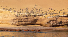Pelican Colony On The Rock At Parakas National Reserve, Peru, South America