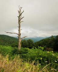 Wall Mural - Dead tree and view of the Blue Ridge Mountains, from Skyline Drive in Shenandoah National Park, Virginia