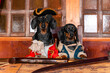 Two funny dachshund dogs in costumes of privateers or royal guards with hats are sitting at table in the cabin of pirate ship, on which lie a rapier and blunderbuss, front view.