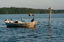Birds Sitting On An Old Wooden Boat