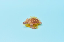 Toy Turtle Trapped In Plastic Net