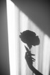 © Jovana Rikalo/Stocksy - Female hand holding the rose shadow