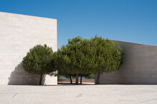 Minimalist Architecture With Trees