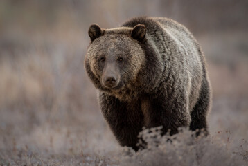 Poster - Grizzly Bear in Grand Teton National Park