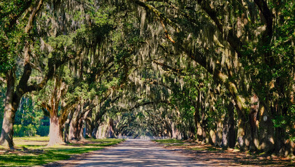 Poster - Spanish Moss Over Road