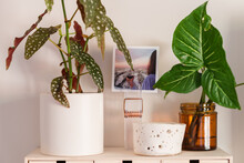 Shelf With House Plants