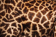 © Kike Arnaiz/Stocksy - Giraffe skin print.