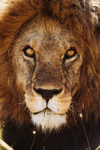 Male Lion Looking At The Camera