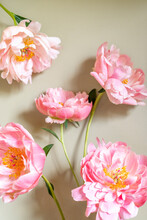 Pink Peony Blossoms Against A Pale Green Background