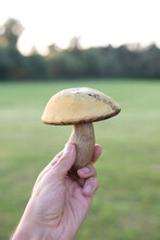 Boletus Mushroom In Hand