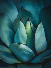 Blue Agave From Above