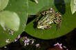 Green frog on water lily leaf in pond