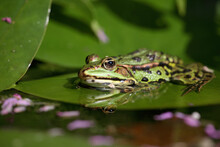 Green Frog In A Pond