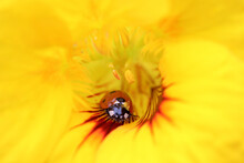 Ladybird On Flower