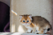 Purebred Golden British Shorthairs Kitten