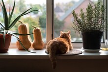 Two Pumpkins And A Cat Looking Out Of The Window