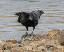 Black Raven On A Rock