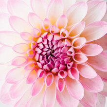 Dahlia Flower Closeup Detail