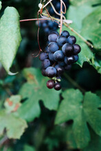 Bunch Of Ripening Black Or Purple Grapes On A Vine