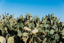 Prickly Pear Plants 