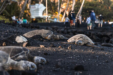 Close Up Of Turtles Sunbathing On Black Sand.